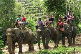 Elephant Safari